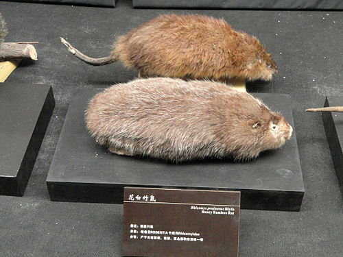 Hoary bamboo rat